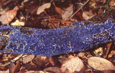 Terana coerulea Terana coerulea