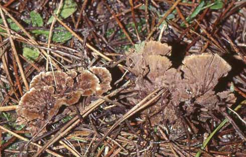 Thelephora terrestris