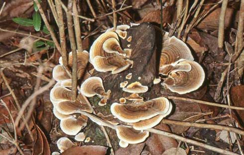 Trametes versicolor Trametes versicolor