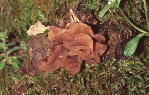 Tremella foliacea Tremella foliacea