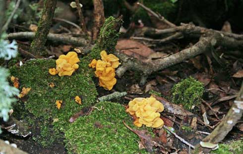 Tremella mesenterica Tremella mesenterica