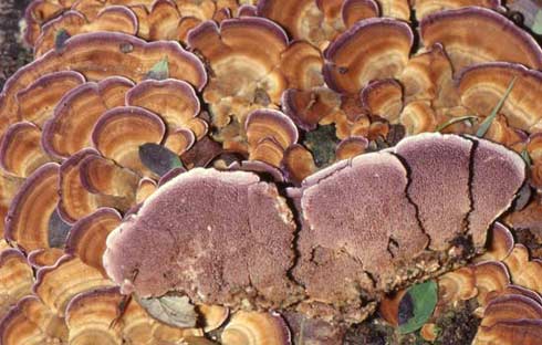 Trichaptum biforme Trichaptum biforme