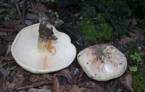 Tricholoma acerbum