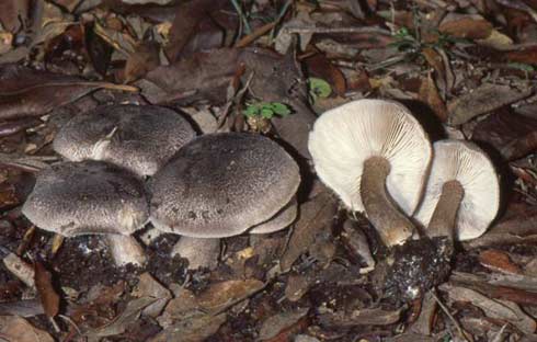 Tricholoma atrosquamosum var. atrosquamosum