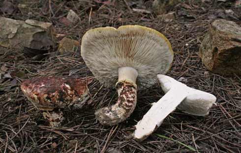 Tricholoma caligatum