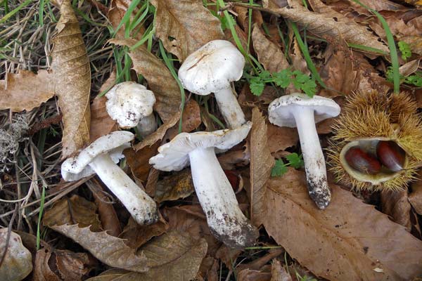 Tricholoma columbetta Tricholoma columbetta