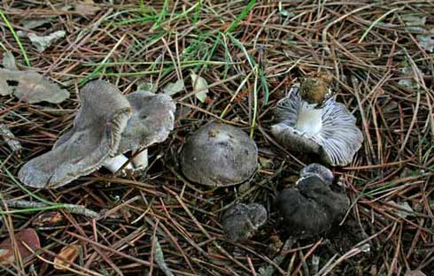 Tricholoma gausapatum Tricholoma gausapatum