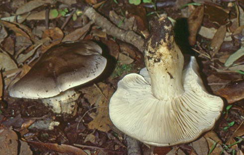 Tricholoma saponaceum