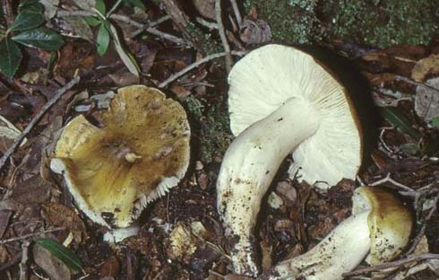 Tricholoma sejunctum