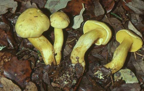 Tricholoma sulphureum var. sulphureum Tricholoma sulphureum var. sulphureum