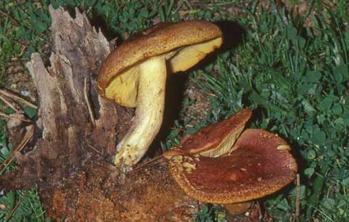 Tricholomopsis rutilans