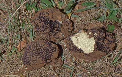 Tuber aestivum Tuber aestivum