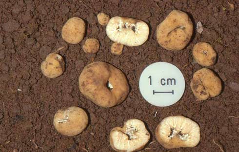 Tuber excavatum Tuber excavatum