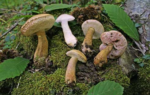 Tylopilus felleus Tylopilus felleus