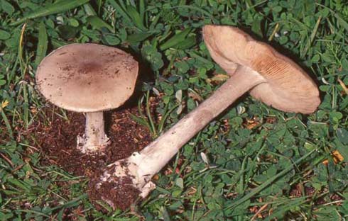 Volvariella gloiocephala