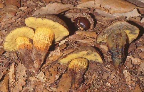 Xerocomus ichnusanus