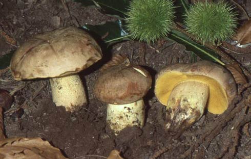 Xerocomus impolitus