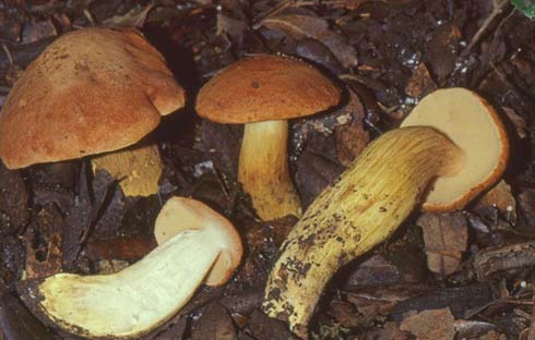 Xerocomus moravicus