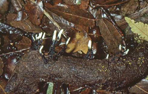 Xylaria hypoxylon