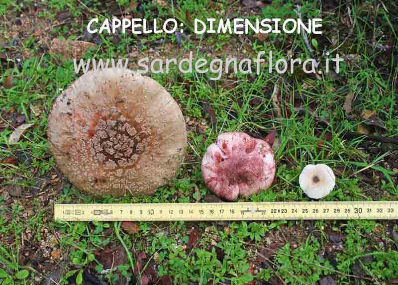 cappello dimensione