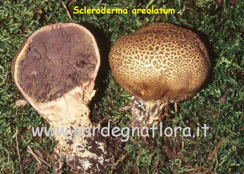 imenoforo Scleroderma (gleba)