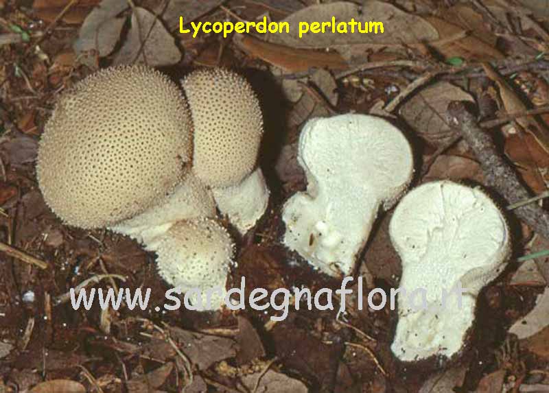 imenoforo Lycoperdon (gleba) imenoforo Lycoperdon (gleba)