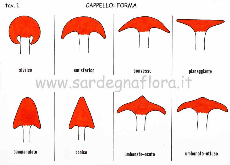 cappello forma