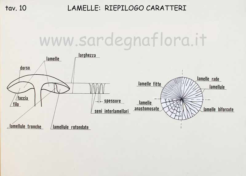 lamelle riepilogo caratteri lamelle riepilogo caratteri