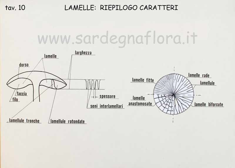 lamelle riepilogo caratteri