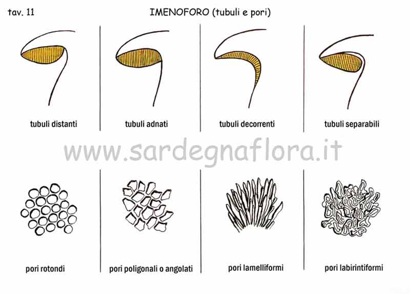 imenoforo tubuli e pori