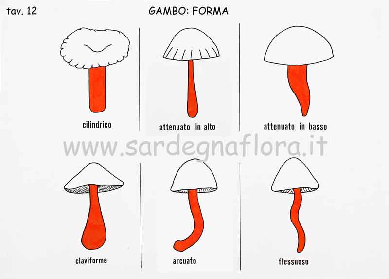 gambo forma