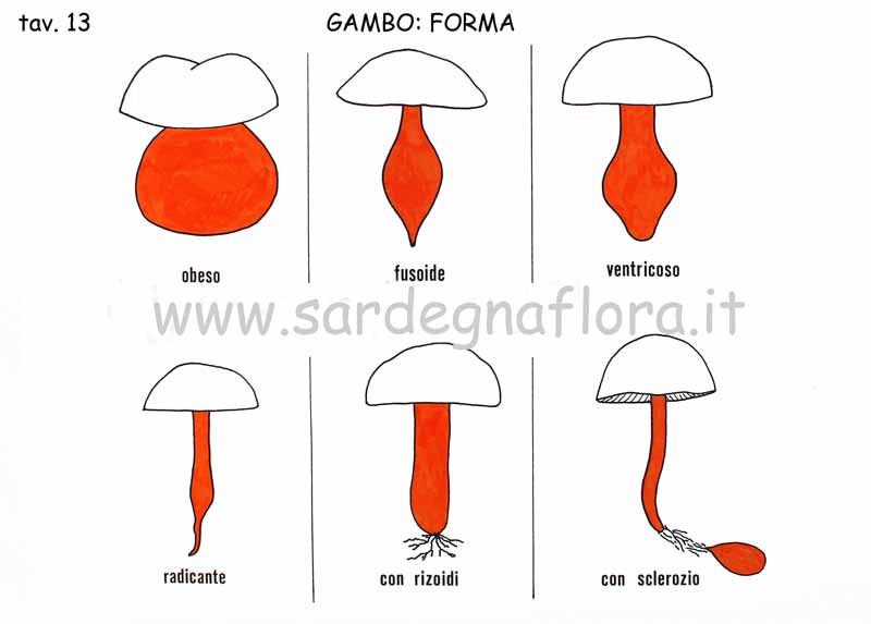 gambo forma 2