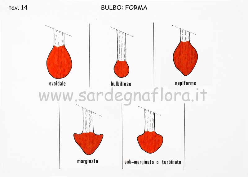 bulbo forma