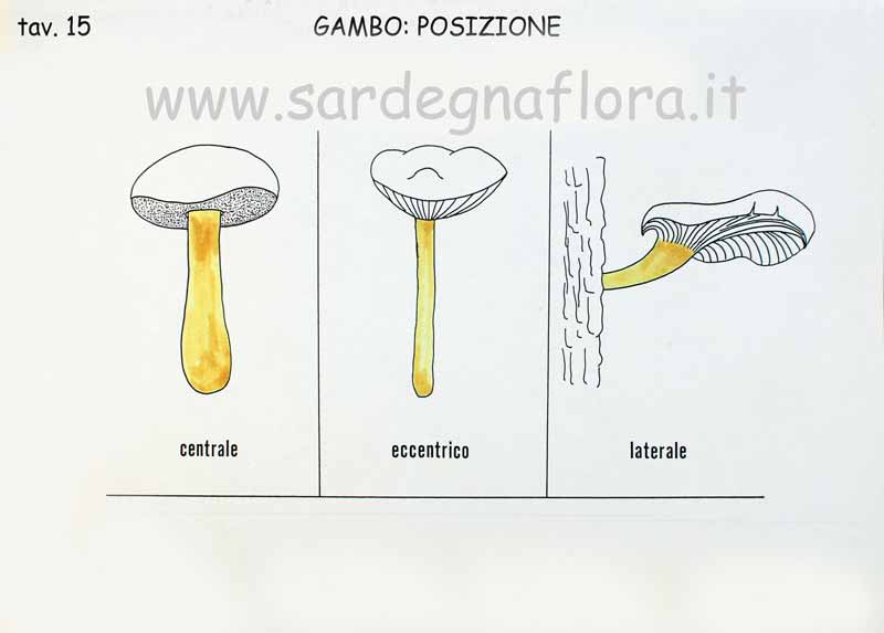 gambo posizione