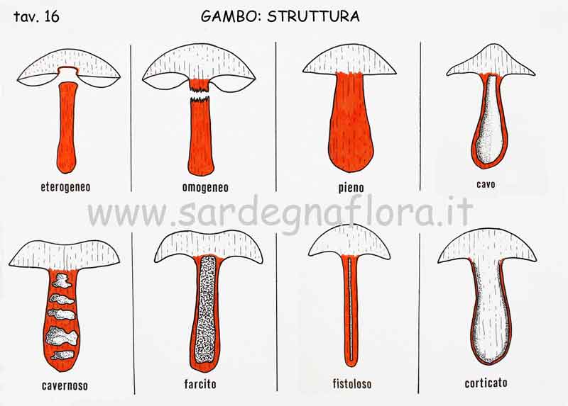 gambo struttura gambo struttura