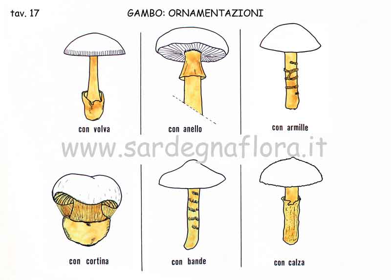 gambo ornamentazioni gambo ornamentazioni