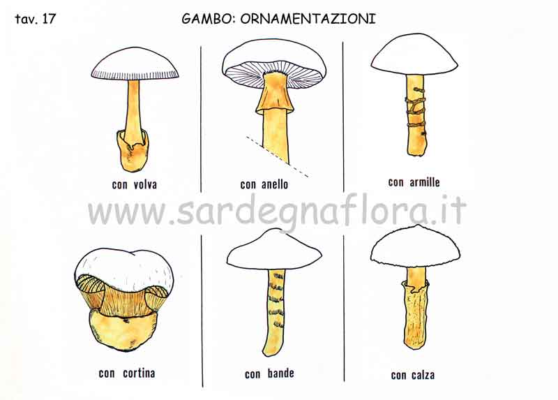 gambo ornamentazioni