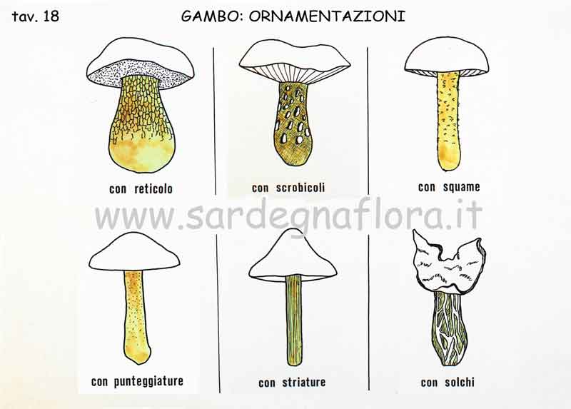 gambo ornamentazioni 2