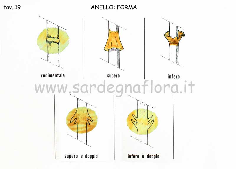 anello forma