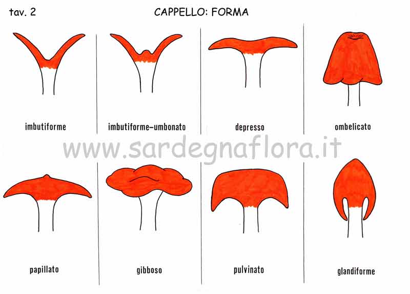 cappello forma 2