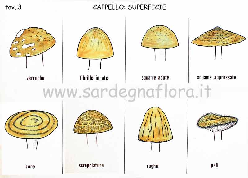 cappello superficie cappello superficie