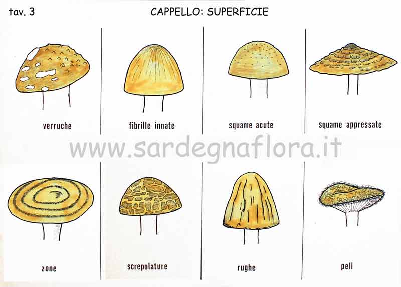 cappello superficie