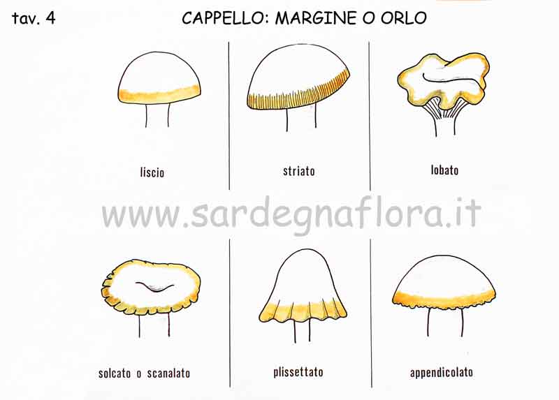 cappello margine o orlo