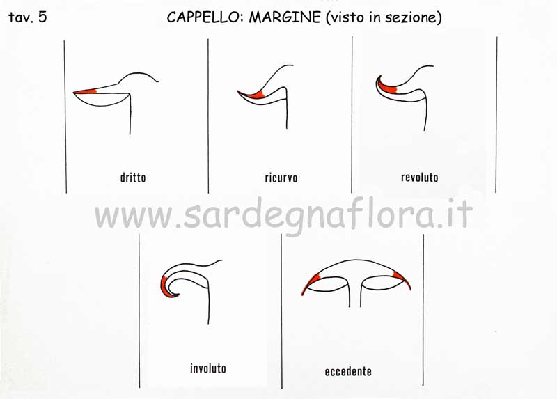 cappello margine o orlo sezione