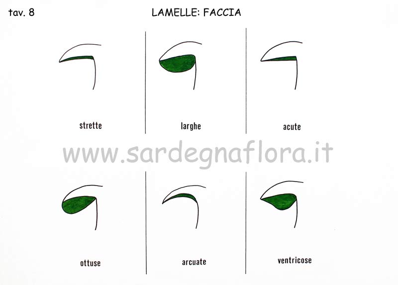 lamelle faccia