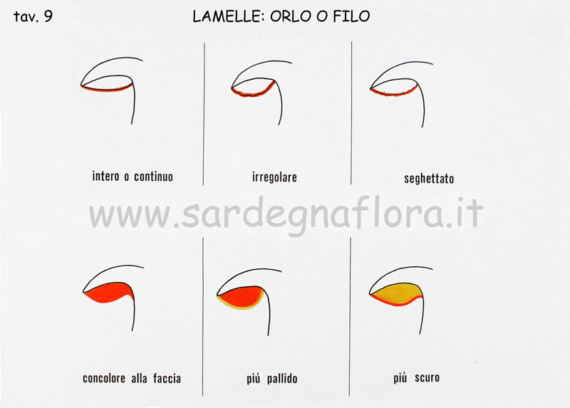 lamelle orlo o filo