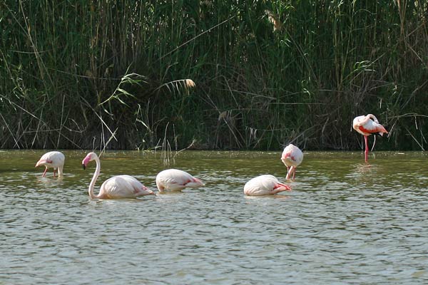 Parco Naturale Regionale Molentargius-Saline (CA), fenicotteri 