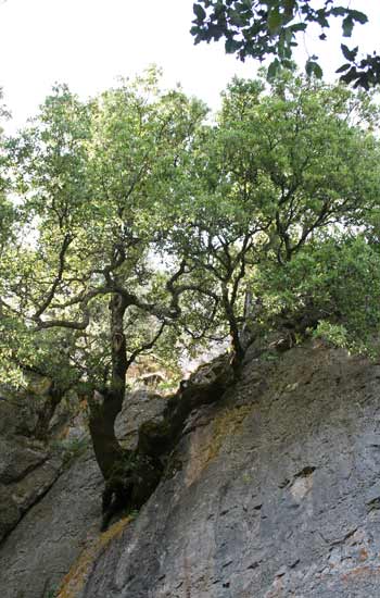 Orgosolo (NU), Monte Novo San Giovanni, un leccio emergente dalla roccia