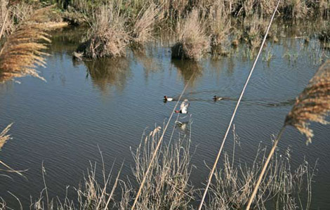 Parco Naturale Regionale Molentargius-Saline (CA) 