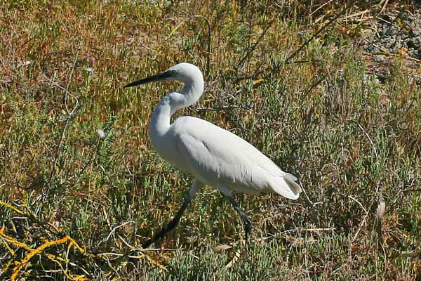 Parco Naturale Regionale Molentargius-Saline (CA), garzetta 